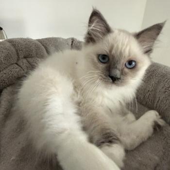 Multi De La Croisette Femelle Ragdoll