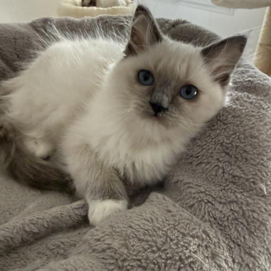 chaton Ragdoll blue point mitted Multi Les Ragdolls de la Croisette blue point mitted