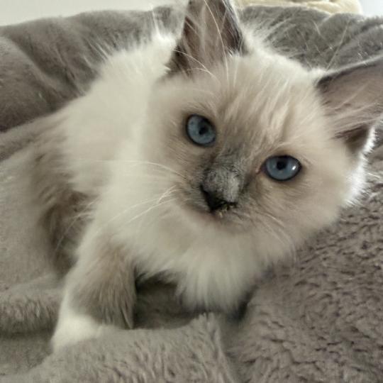 chaton Ragdoll blue point mitted Multi Les Ragdolls de la Croisette blue point mitted