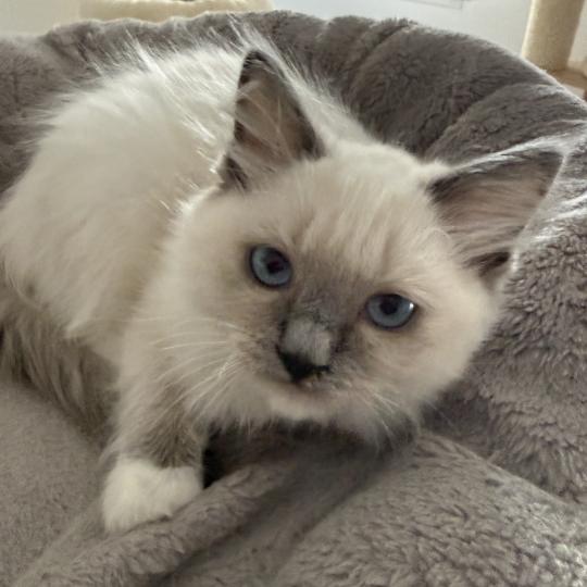 chaton Ragdoll blue point mitted Multi Les Ragdolls de la Croisette blue point mitted