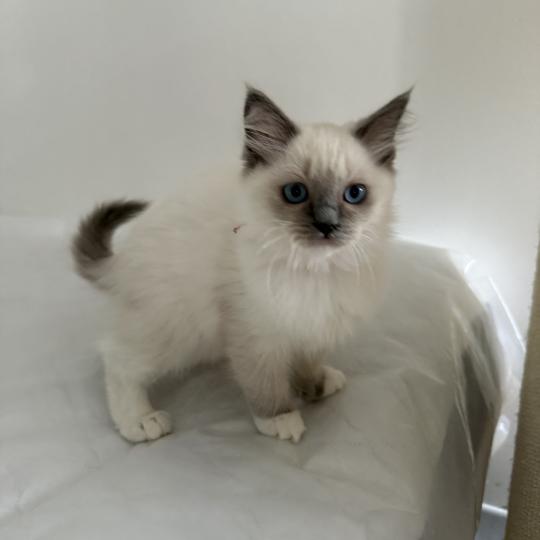 chaton Ragdoll blue point mitted Multi Les Ragdolls de la Croisette blue point mitted