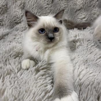 Multi De La Croisette Femelle Ragdoll