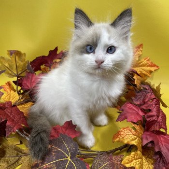 Unique De La Croisette Femelle Ragdoll