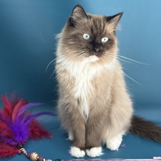 chat Ragdoll seal mink mitted Riplay Les Ragdolls de la Croisette seal mink mitted
