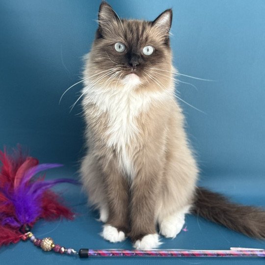 chat Ragdoll seal mink mitted Riplay Les Ragdolls de la Croisette seal mink mitted