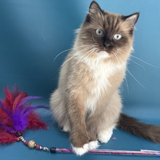chat Ragdoll seal mink mitted Riplay Les Ragdolls de la Croisette seal mink mitted