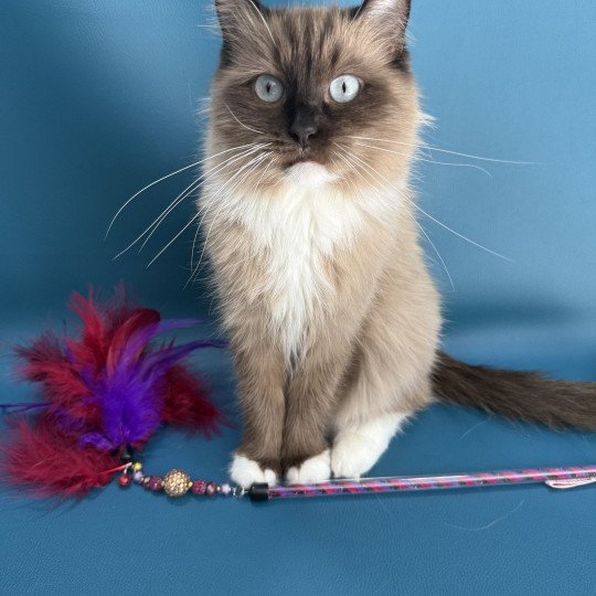 chat Ragdoll seal mink mitted Riplay Les Ragdolls de la Croisette seal mink mitted