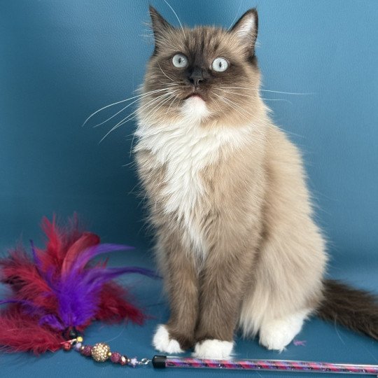 chat Ragdoll seal mink mitted Riplay Les Ragdolls de la Croisette seal mink mitted