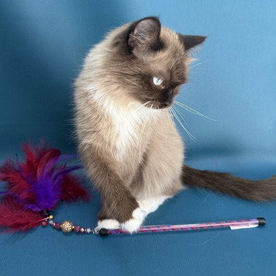 chat Ragdoll seal mink mitted Riplay Les Ragdolls de la Croisette seal mink mitted