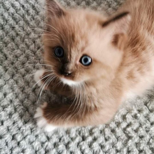 chat Ragdoll seal mink Riplay Les Ragdolls de la Croisette seal mink mitted