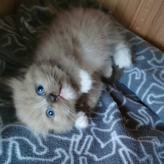 chat Ragdoll seal mink Riplay Les Ragdolls de la Croisette seal mink mitted