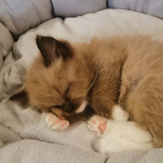 chat Ragdoll seal mink Riplay Les Ragdolls de la Croisette seal mink mitted