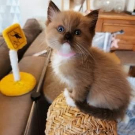 chat Ragdoll seal mink Riplay Les Ragdolls de la Croisette seal mink mitted