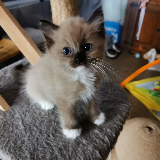chat Ragdoll seal mink Riplay Les Ragdolls de la Croisette seal mink mitted