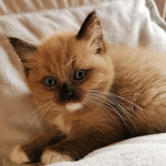 chat Ragdoll seal mink Riplay Les Ragdolls de la Croisette seal mink mitted