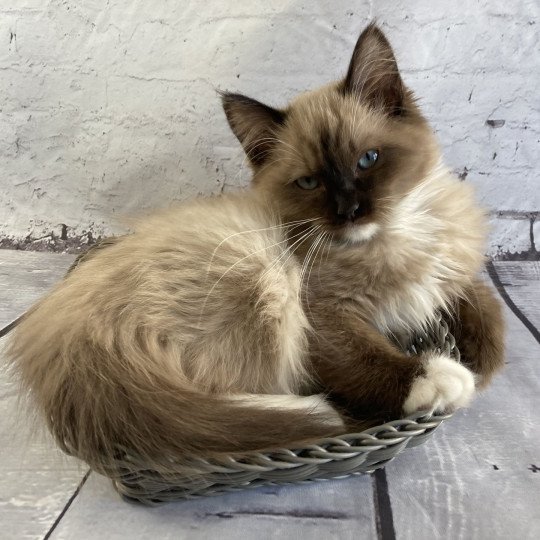 chat Ragdoll seal mink mitted Riplay Les Ragdolls de la Croisette seal mink mitted