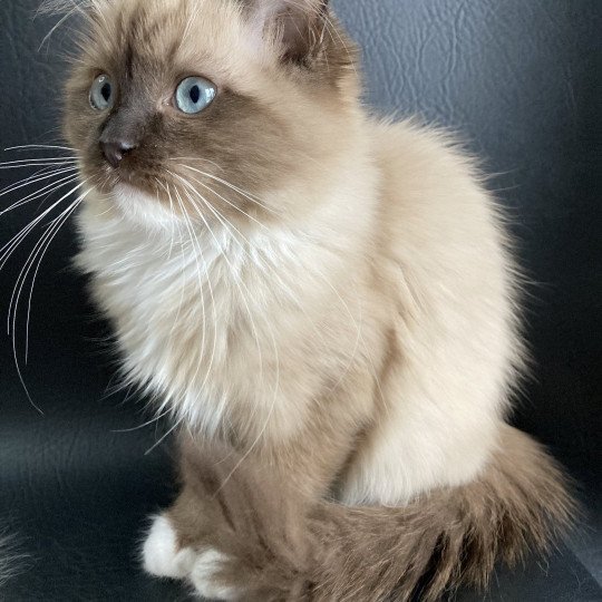 chat Ragdoll seal mink mitted Riplay Les Ragdolls de la Croisette seal mink mitted