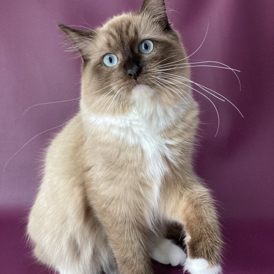 chat Ragdoll seal mink mitted Riplay Les Ragdolls de la Croisette seal mink mitted