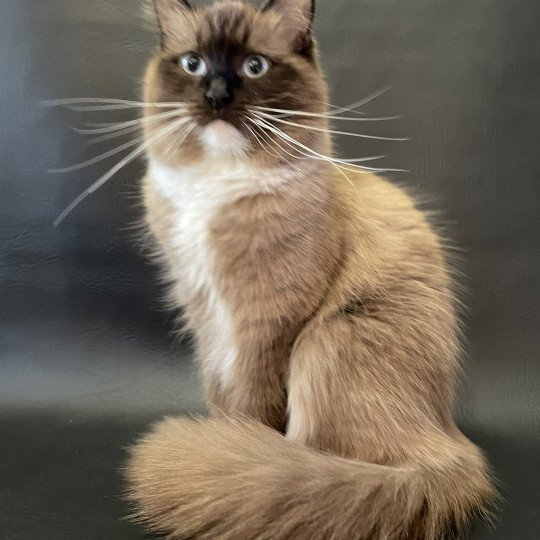 chat Ragdoll seal mink mitted Riplay Les Ragdolls de la Croisette seal mink mitted
