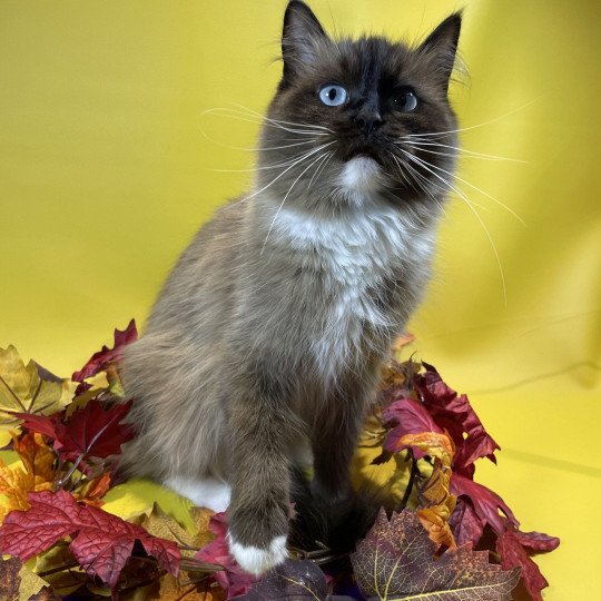 chat Ragdoll seal mink mitted Riplay Les Ragdolls de la Croisette seal mink mitted