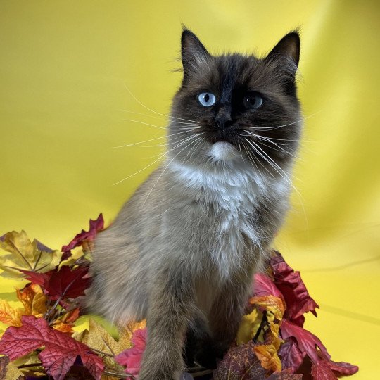 chat Ragdoll seal mink mitted Riplay Les Ragdolls de la Croisette seal mink mitted