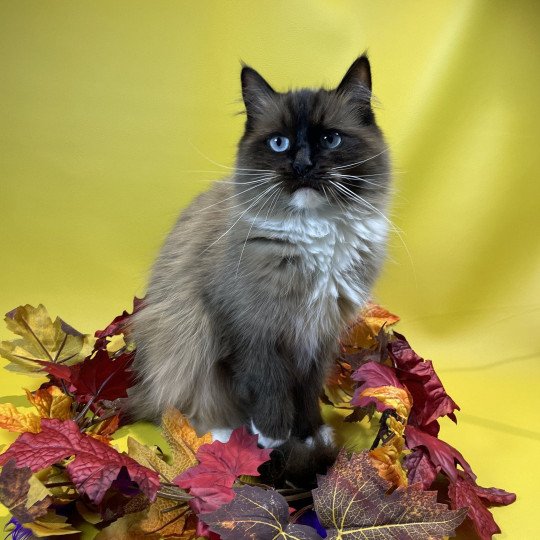 chat Ragdoll seal mink mitted Riplay Les Ragdolls de la Croisette seal mink mitted
