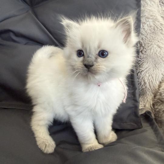 chaton Ragdoll blue point rose Les Ragdolls de la Croisette blue point