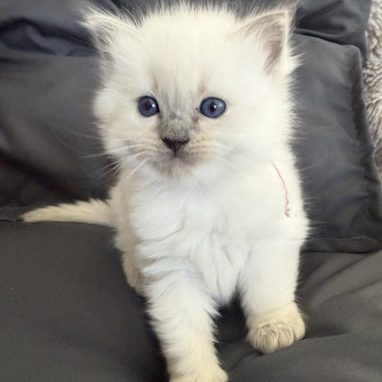 chaton Ragdoll blue point rose Les Ragdolls de la Croisette blue point