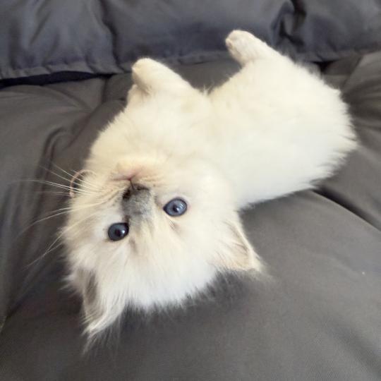 chaton Ragdoll blue point rose Les Ragdolls de la Croisette blue point