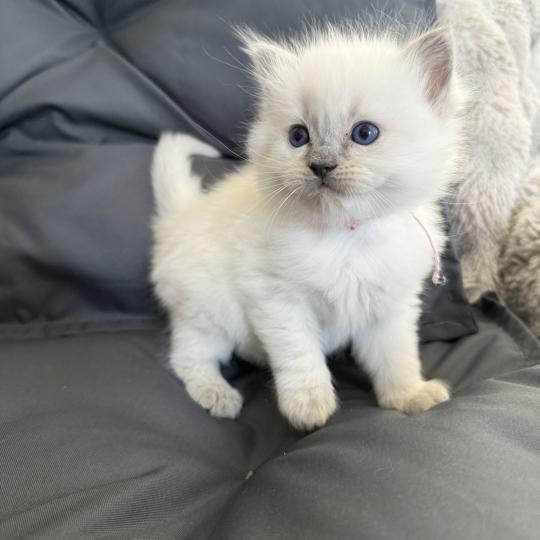 chaton Ragdoll blue point rose Les Ragdolls de la Croisette blue point
