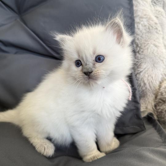 chaton Ragdoll blue point rose Les Ragdolls de la Croisette blue point