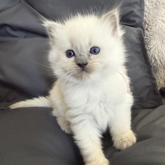 chaton Ragdoll blue point rose Les Ragdolls de la Croisette blue point