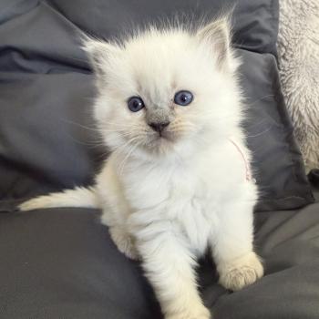 rose De La Croisette Femelle Ragdoll