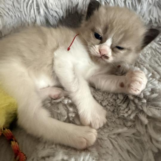 chaton Ragdoll Rose Les Ragdolls de la Croisette seal mink & blanc
