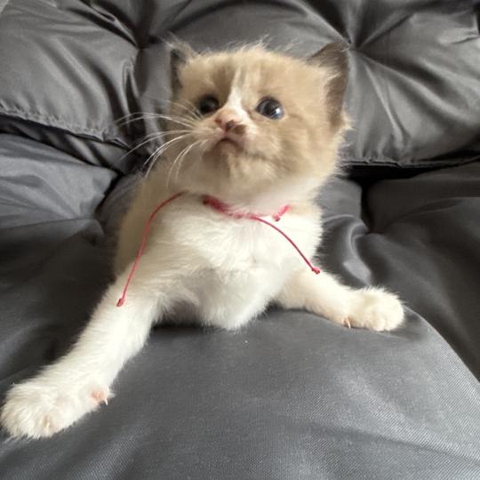 chaton Ragdoll Rose Les Ragdolls de la Croisette seal mink & blanc