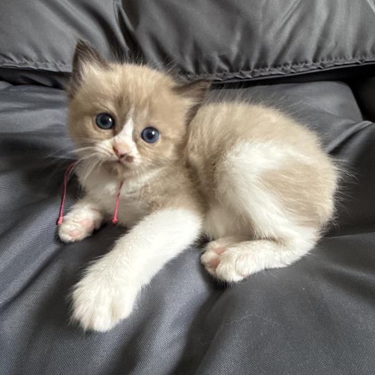 chaton Ragdoll Rose Les Ragdolls de la Croisette seal mink & blanc