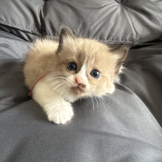 chaton Ragdoll Rose Les Ragdolls de la Croisette seal mink & blanc