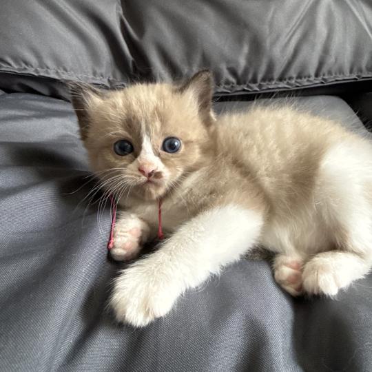 chaton Ragdoll Rose Les Ragdolls de la Croisette seal mink & blanc