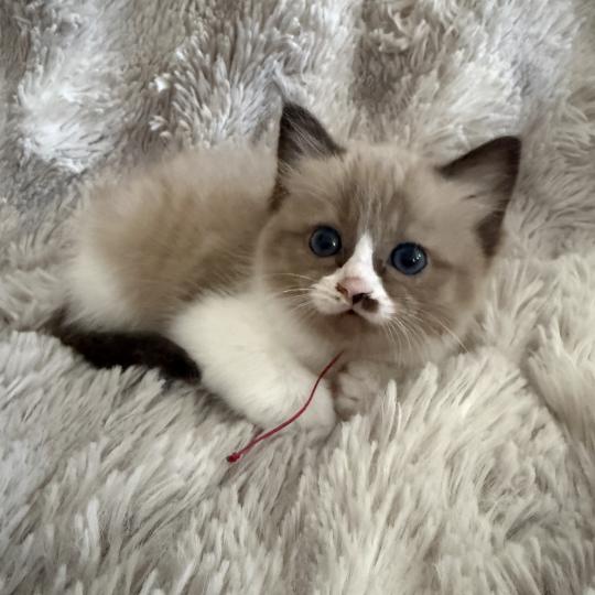chaton Cherubim seal mink & blanc Rose Les Ragdolls de la Croisette seal mink & blanc