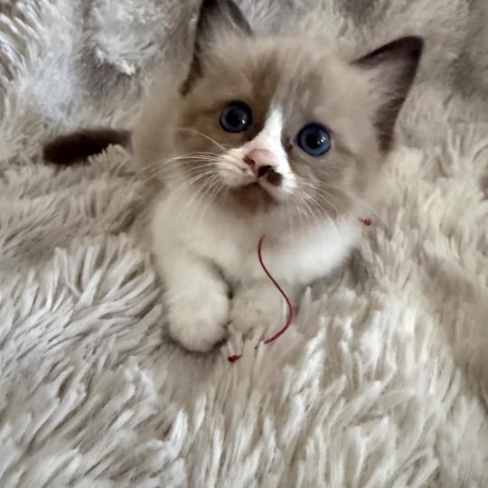 chaton Cherubim seal mink & blanc Rose Les Ragdolls de la Croisette seal mink & blanc