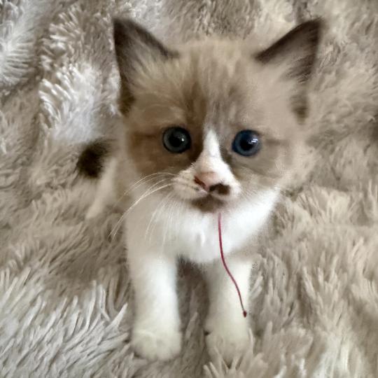 chaton Cherubim seal mink & blanc Rose Les Ragdolls de la Croisette seal mink & blanc
