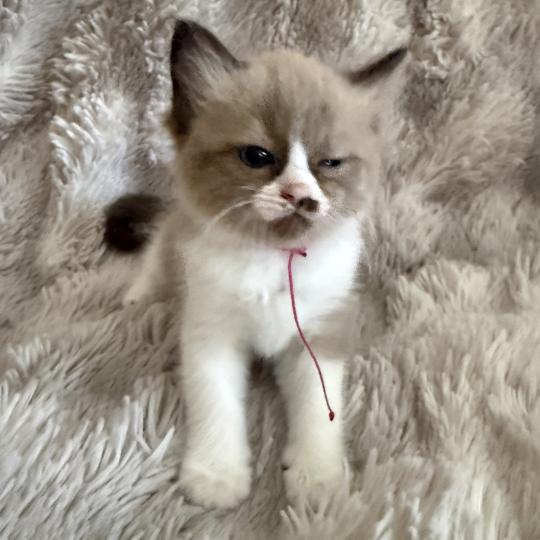 chaton Cherubim seal mink & blanc Rose Les Ragdolls de la Croisette seal mink & blanc