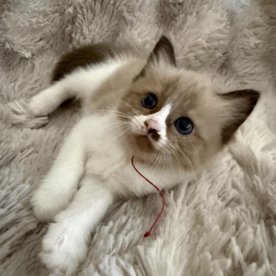 chaton Cherubim seal mink & blanc Rose Les Ragdolls de la Croisette seal mink & blanc