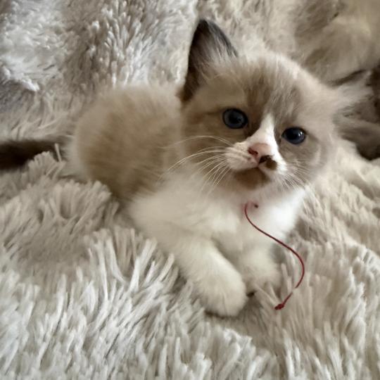 chaton Cherubim seal mink & blanc Rose Les Ragdolls de la Croisette seal mink & blanc