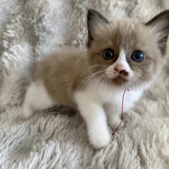 chaton Cherubim seal mink & blanc Rose Les Ragdolls de la Croisette seal mink & blanc