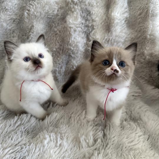 chaton Cherubim seal mink & blanc Rose Les Ragdolls de la Croisette seal mink & blanc