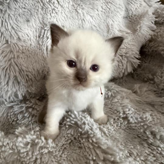 chaton Ragdoll rouge Les Ragdolls de la Croisette chocolate point