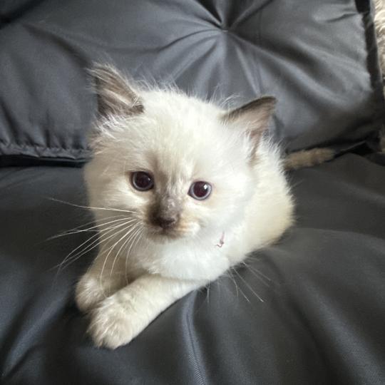chaton Ragdoll rouge Les Ragdolls de la Croisette chocolate point