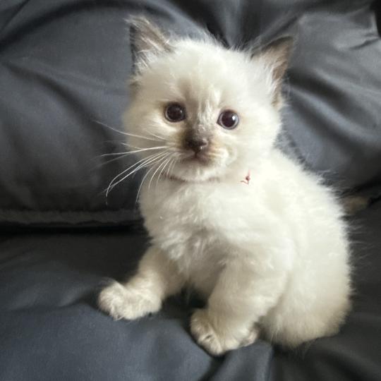chaton Ragdoll rouge Les Ragdolls de la Croisette chocolate point