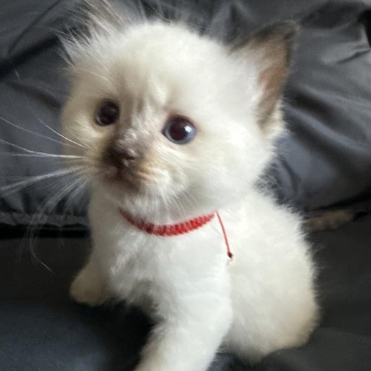 chaton Ragdoll rouge Les Ragdolls de la Croisette chocolate point
